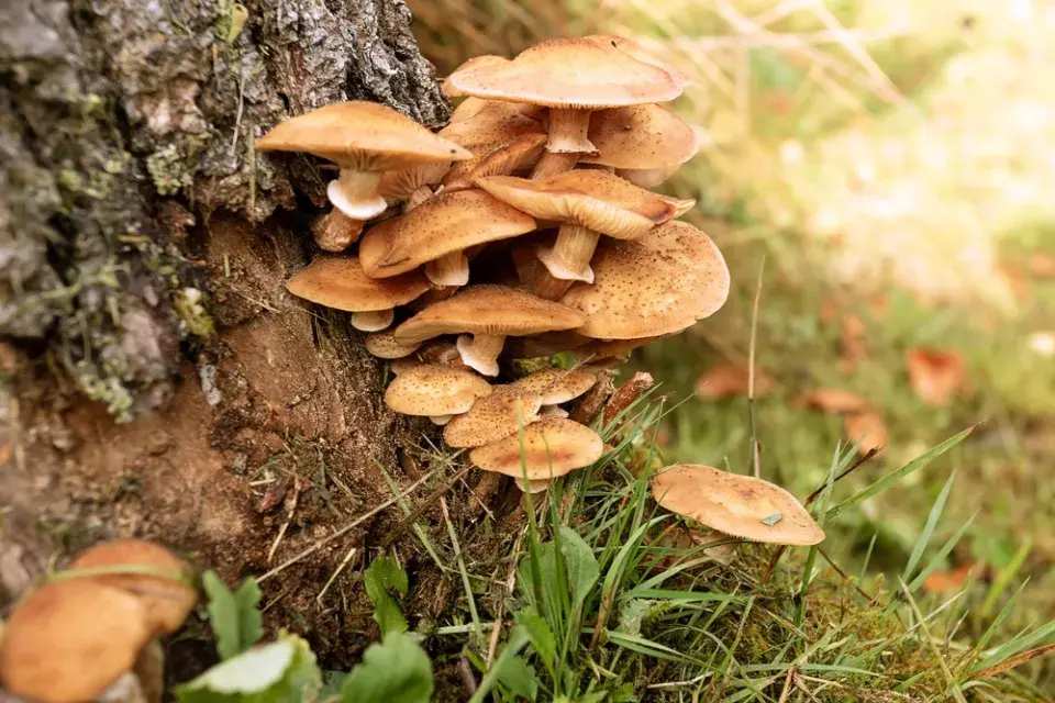 Václavka (Armillaria mellea)