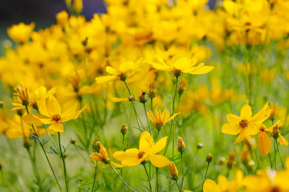 Návštěva zahrada čtenářky