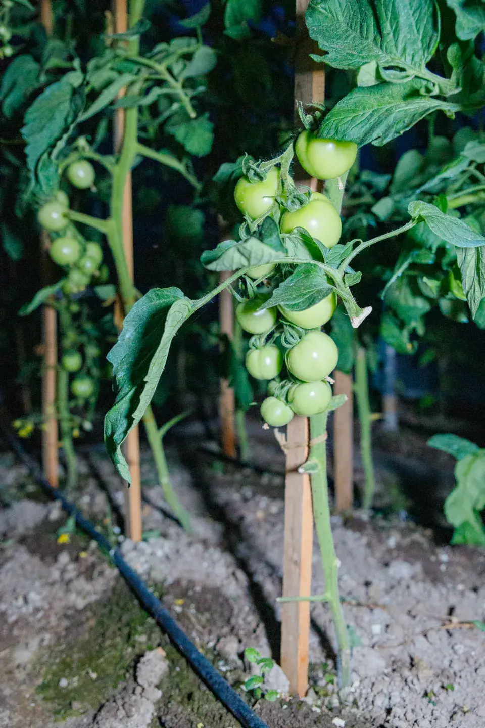 Návštěva zahrada čtenářky
