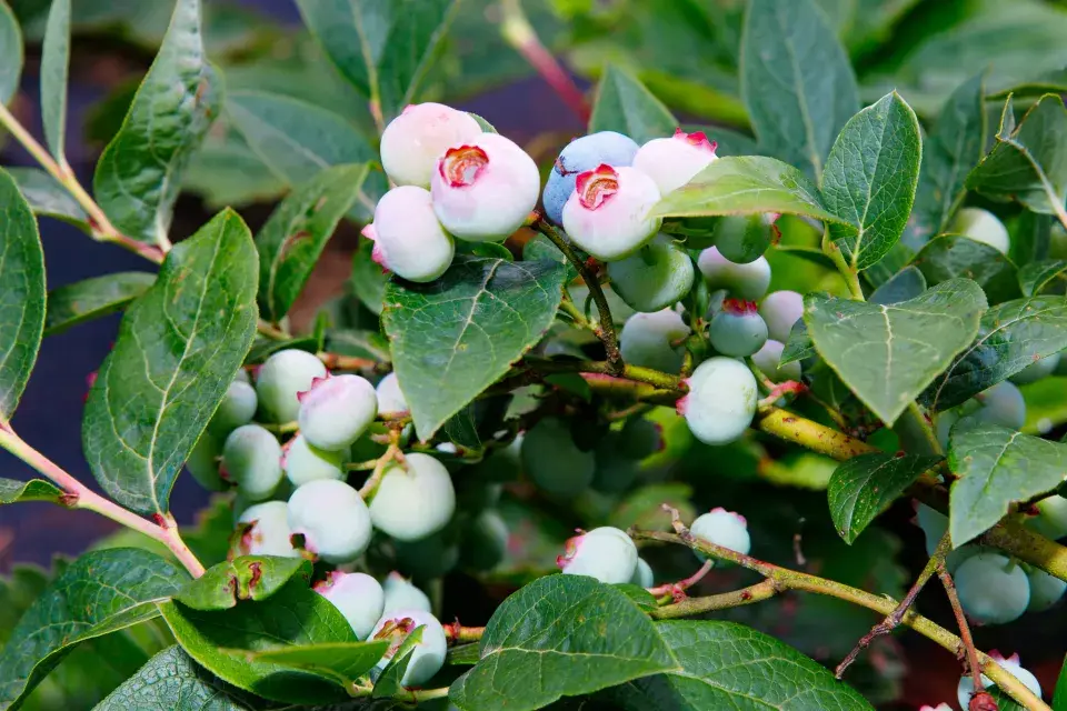 Návštěva zahrada čtenářky