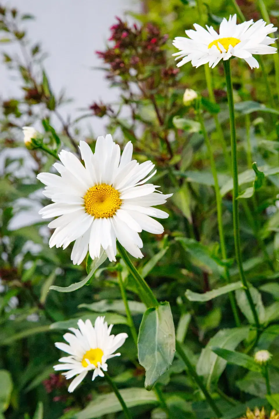 Návštěva zahrada čtenářky