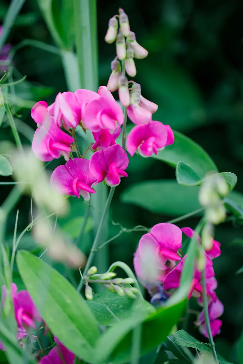 Návštěva zahrada čtenářky