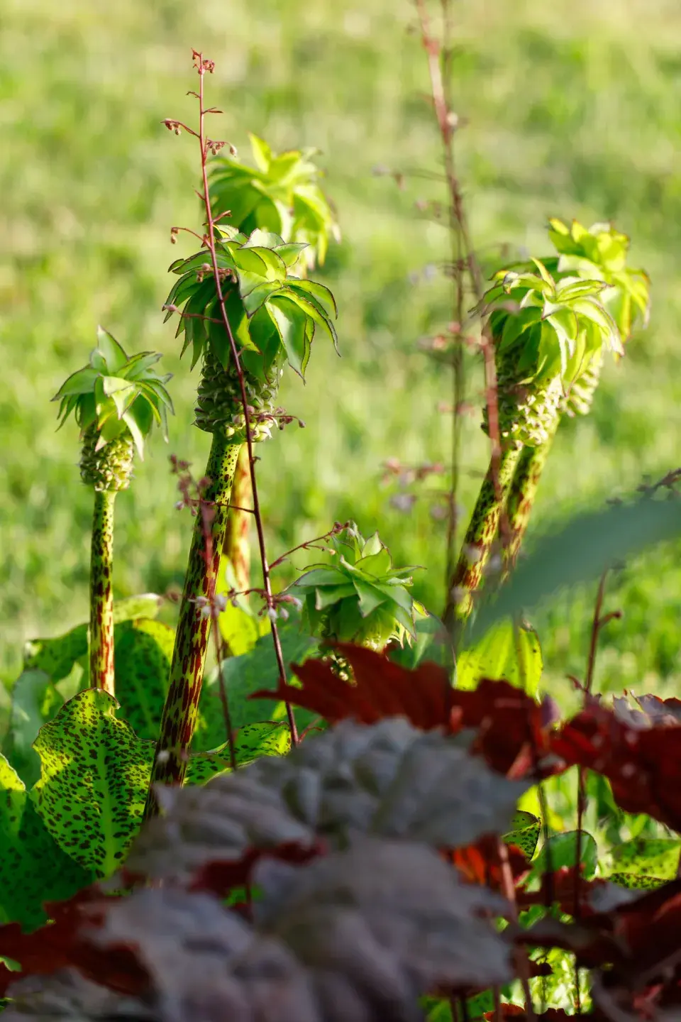 Návštěva zahrada čtenářky