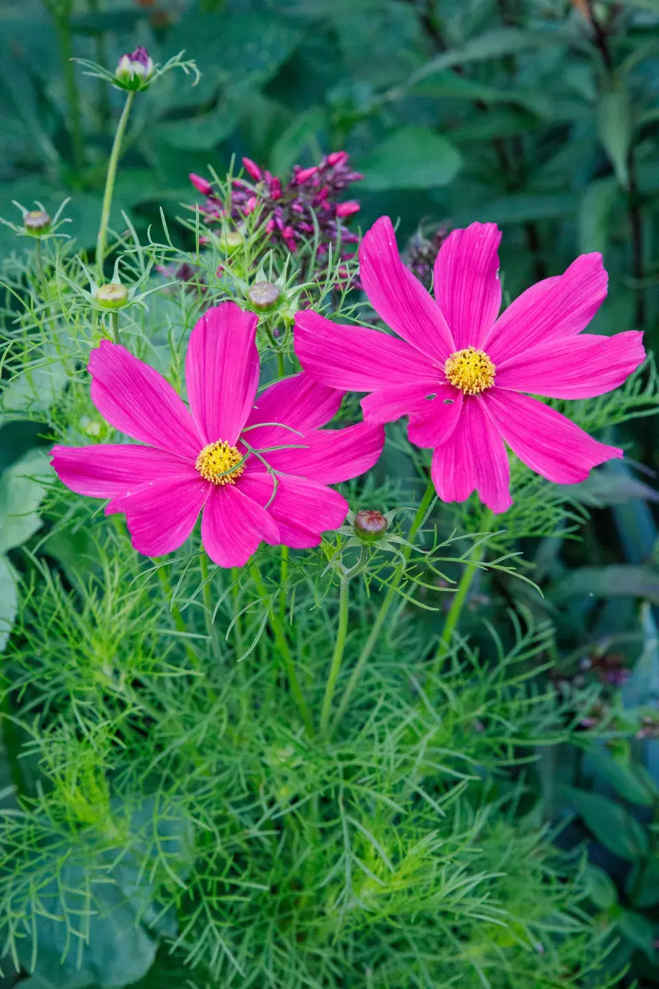 Návštěva zahrada čtenářky