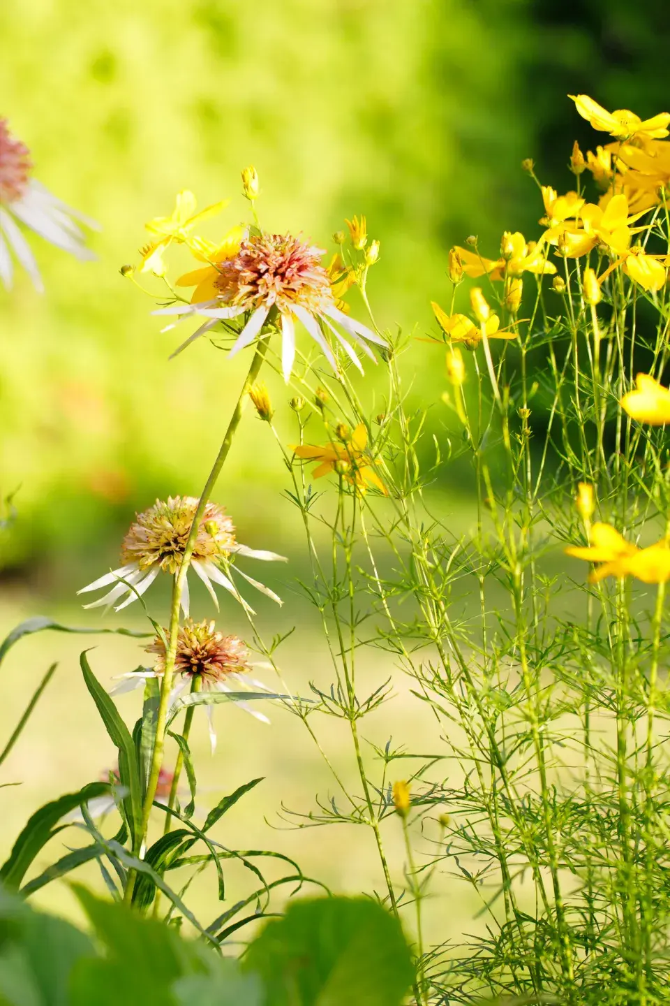 Návštěva zahrada čtenářky