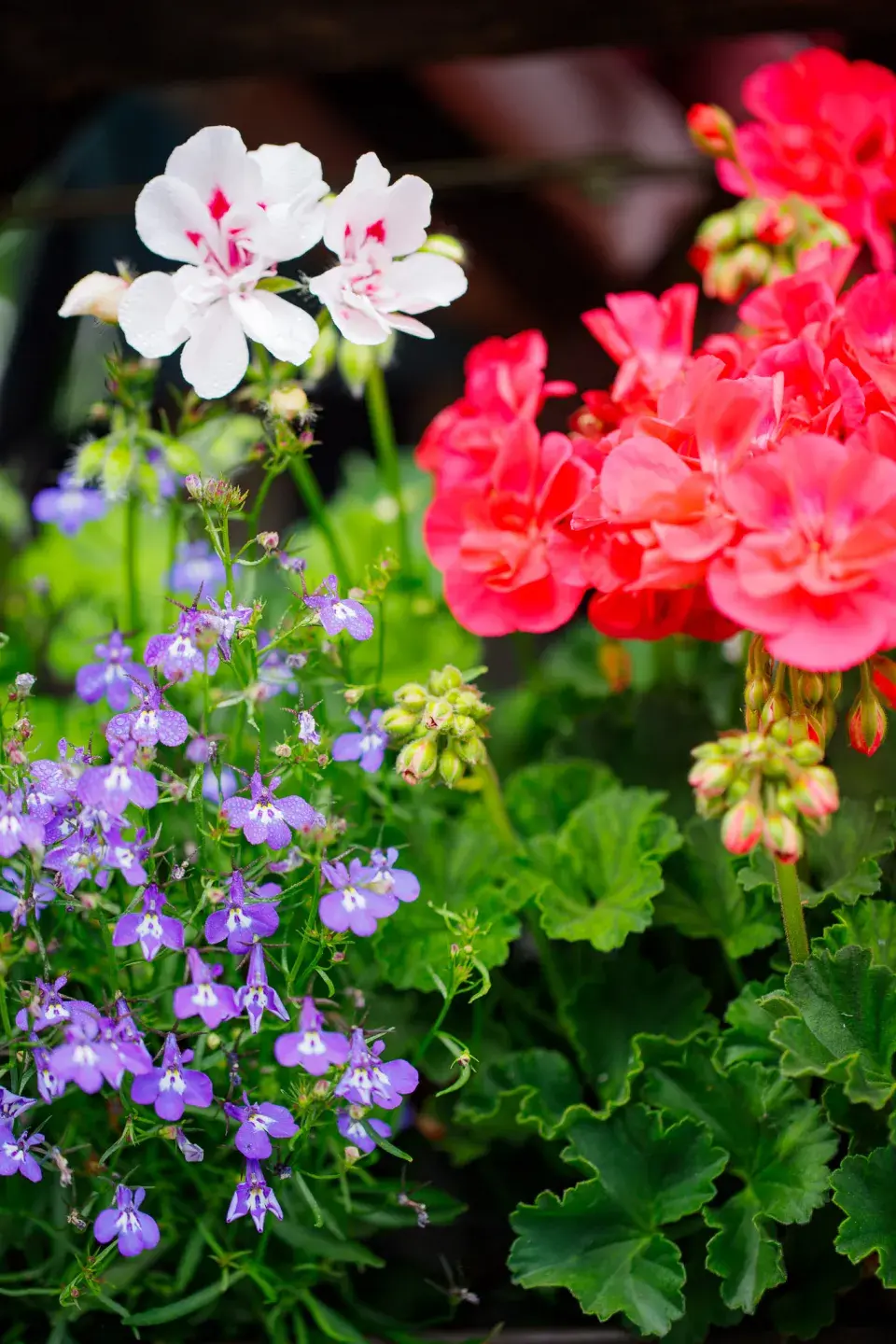 Návštěva zahrada čtenářky