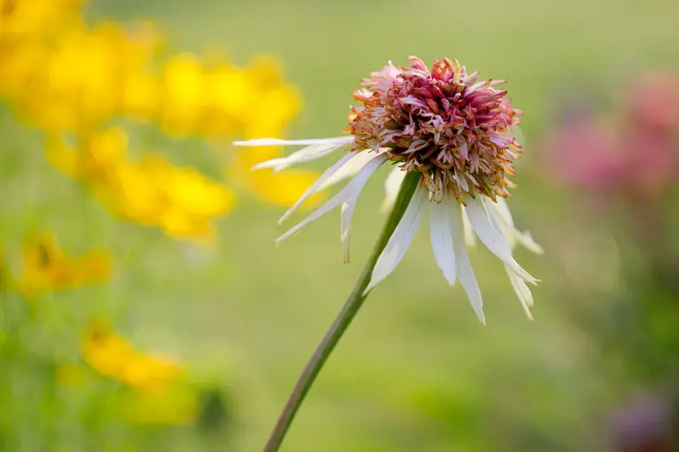 Návštěva zahrada čtenářky