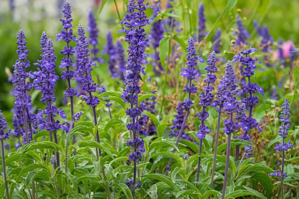 Šalvěj nádherná (Salvia superba)