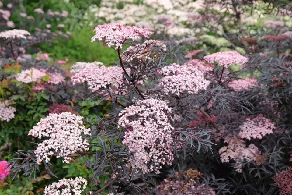 černý bez (Sambuctus nigra)