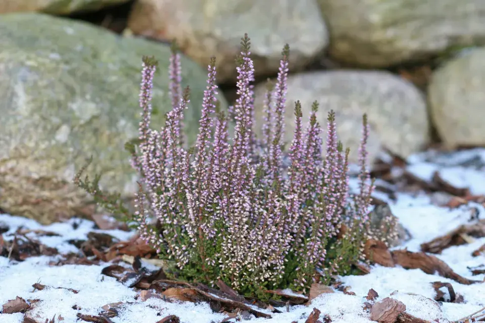 Vřesy v zimě