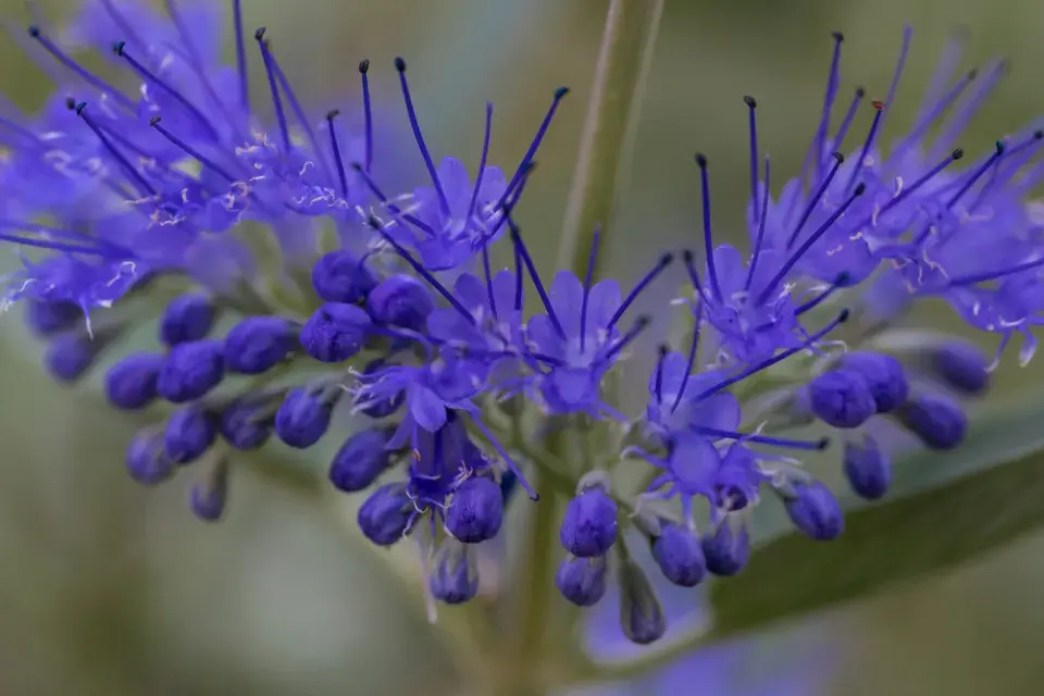 Ořechoplodec, ořechokřídlec, modrovous (Caryopteris)