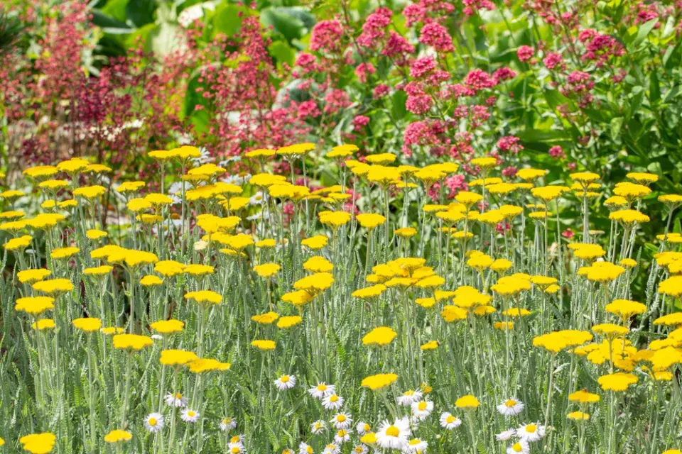 řebříček a mavuň