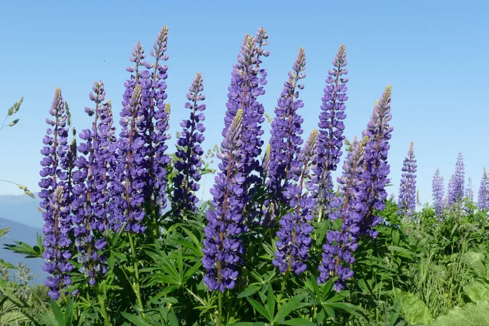 vlčí bob mnoholistý