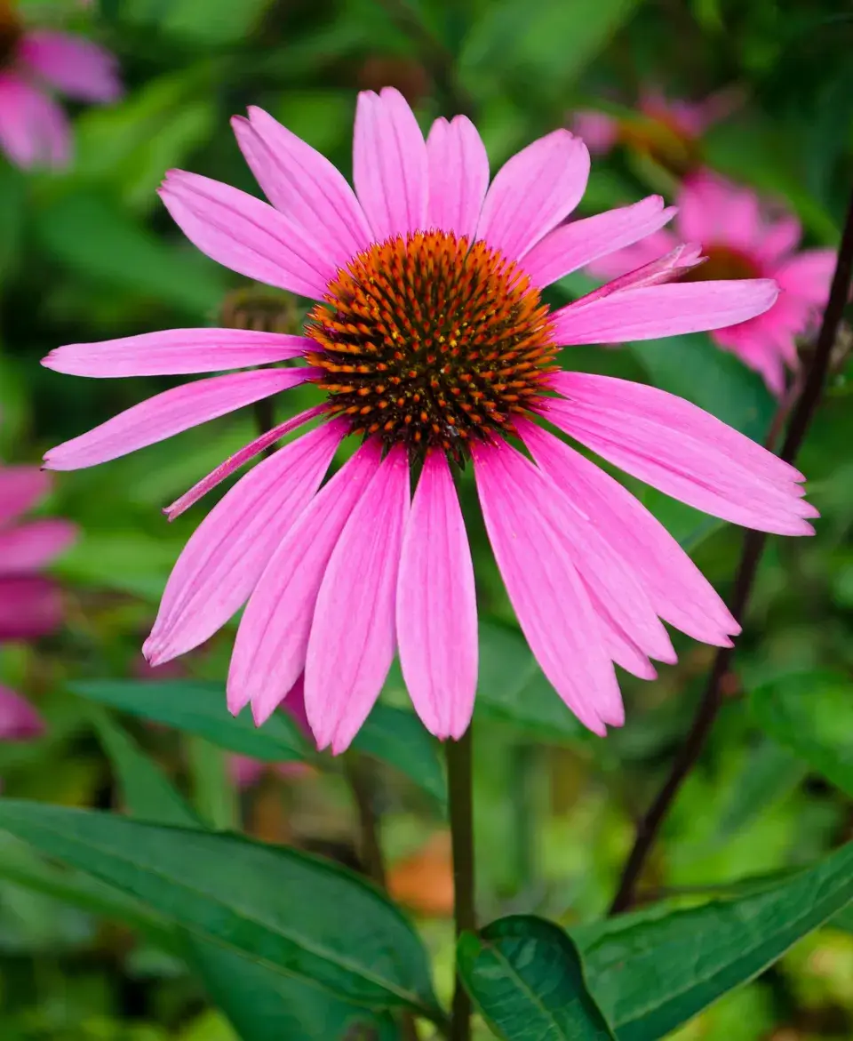 Echinacea tennesseensis