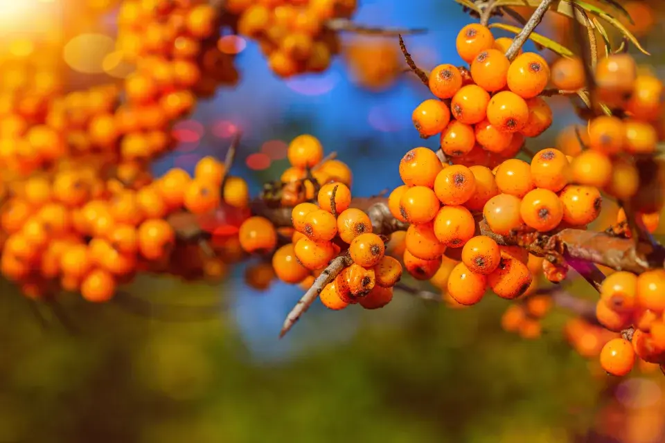 sklizeň mohou stěžovat ztrnovatělé brachyblasty