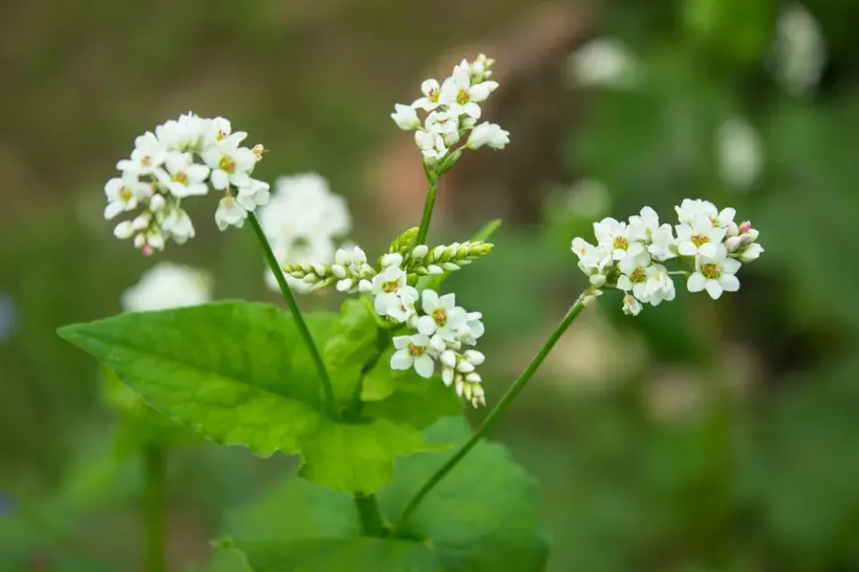 Pohanka obecná (Fagopyrum esculentum)