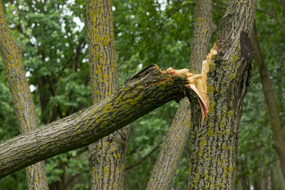 Pojištění zahrady
