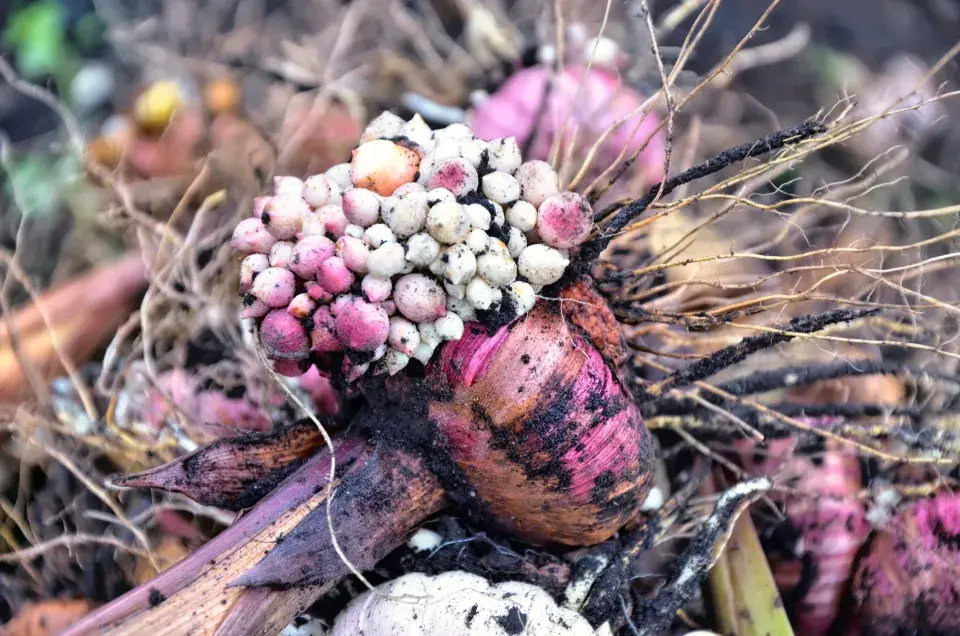 Mečíky zazimování