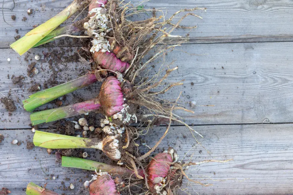 Mečíky zazimování