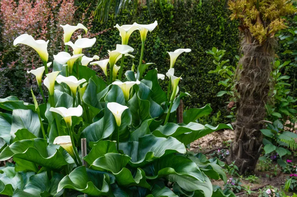 Kala neboli Zantedeschia