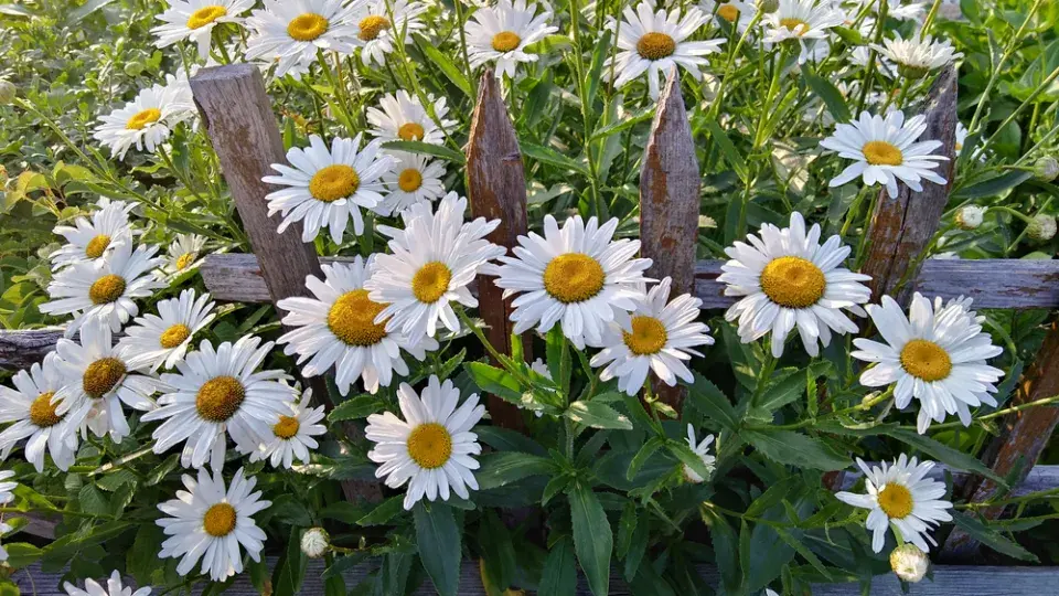 Kopretina bílá (Leucanthemum vulgare)
