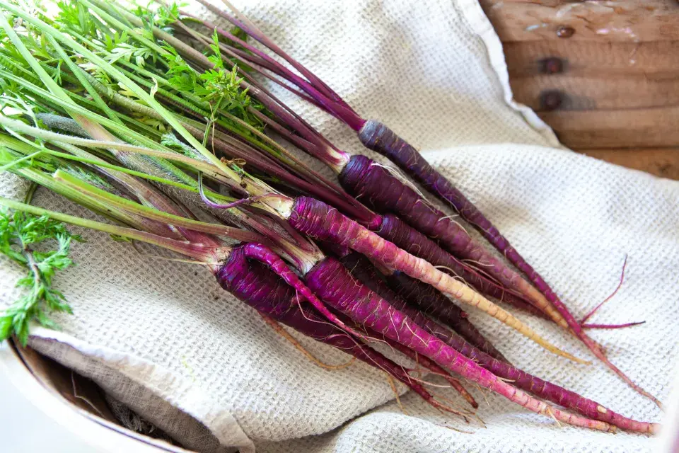 mrkev může být různě barevná