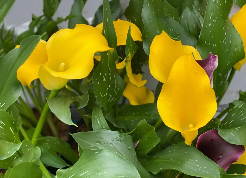 Kala neboli Zantedeschia