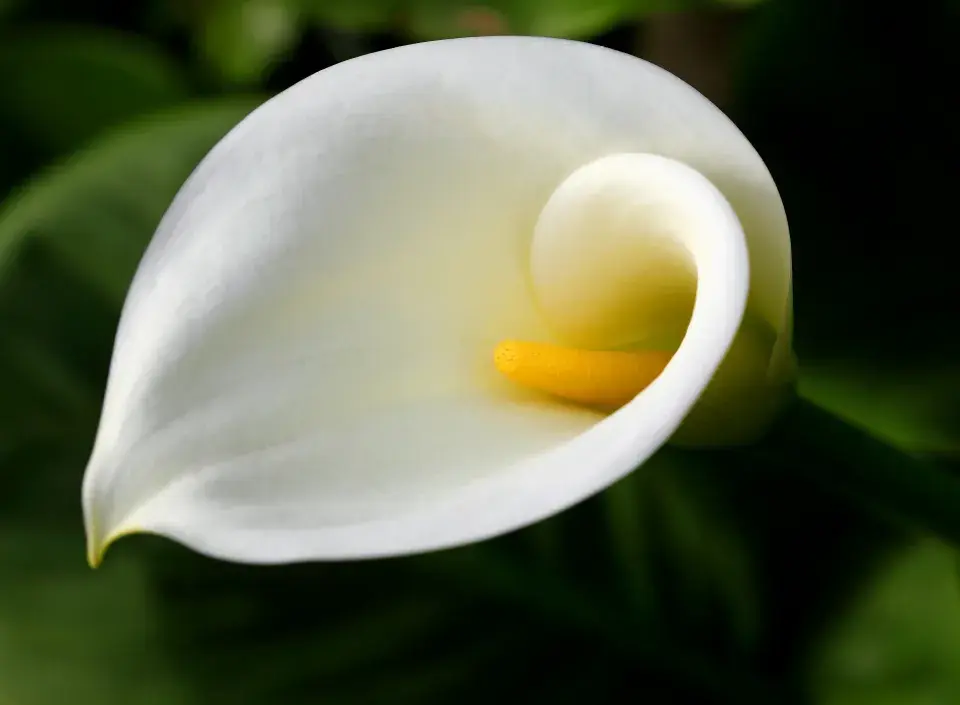 Kala neboli Zantedeschia