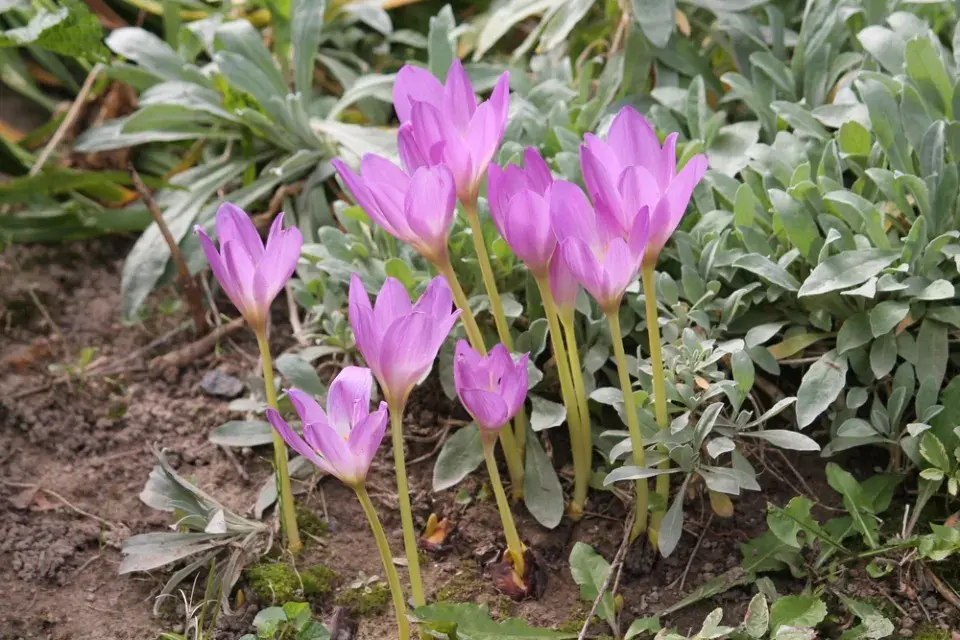 Ocún jesenní (Colchicum autumnale)