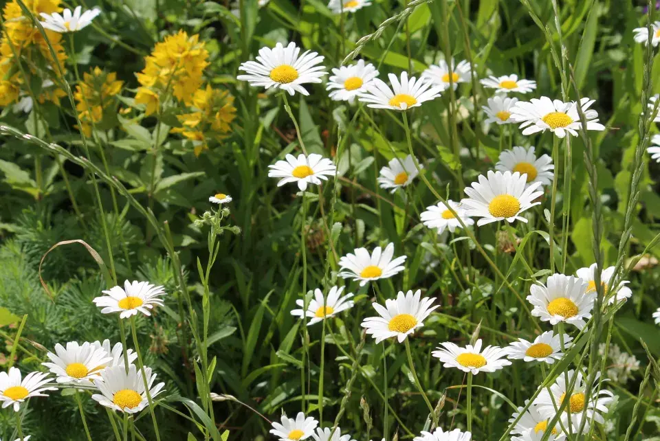 Kopretina bílá (Leucanthemum vulgare)