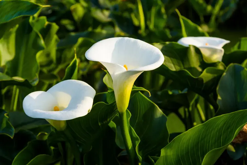 Kala neboli Zantedeschia