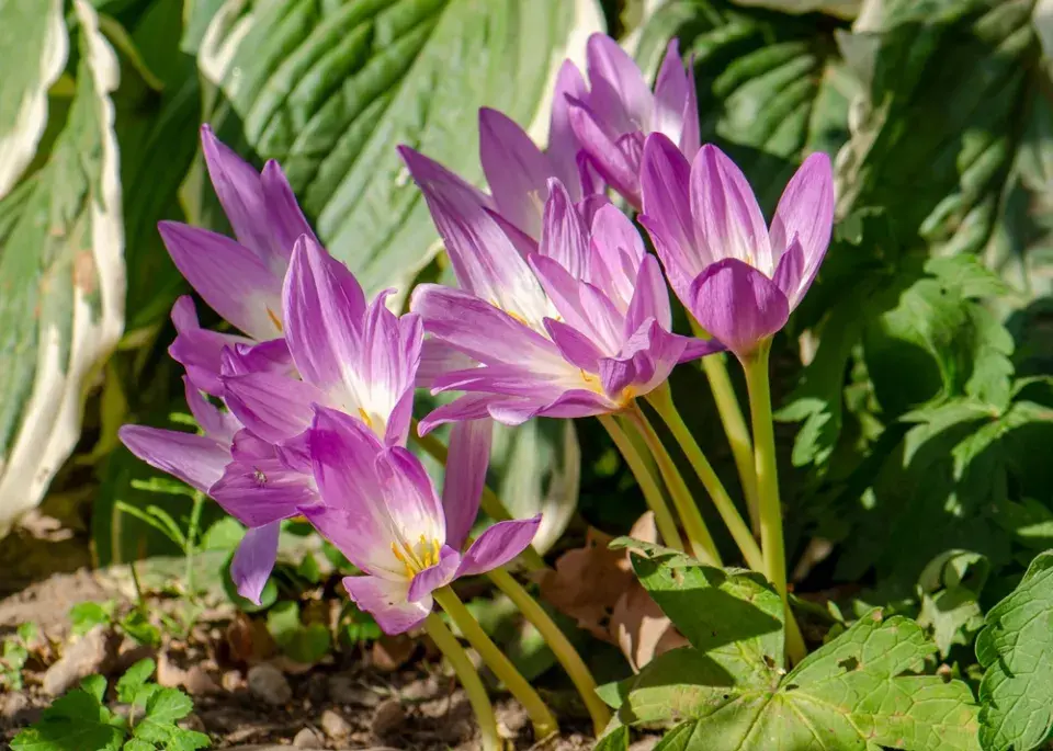 Ocún jesenní (Colchicum autumnale)