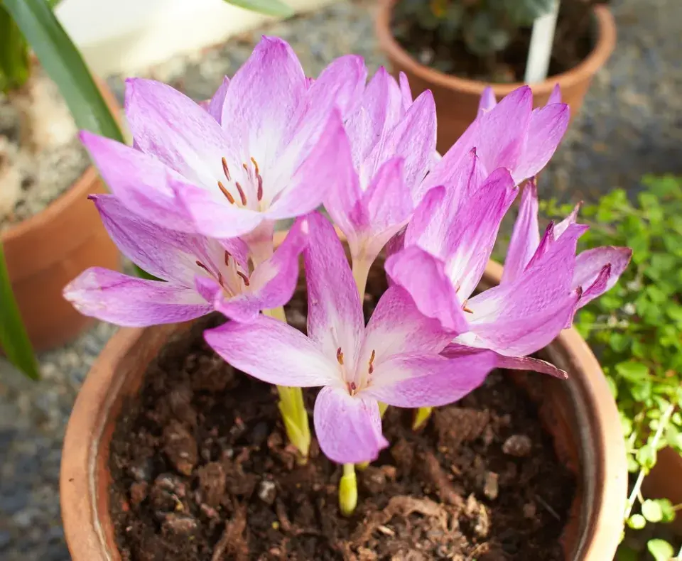 Ocún jesenní (Colchicum autumnale)