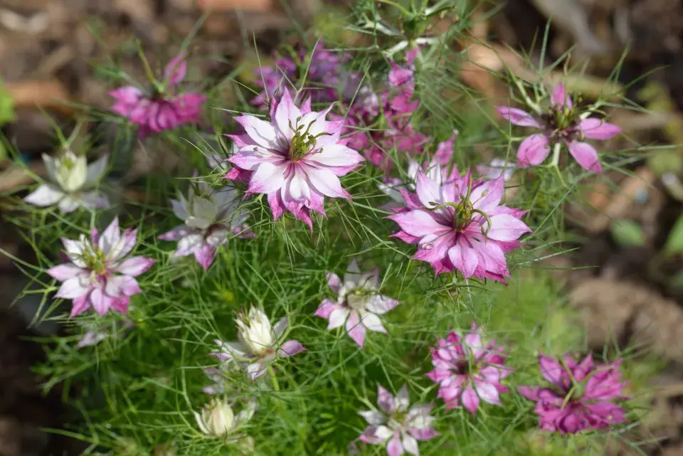 černucha damašská