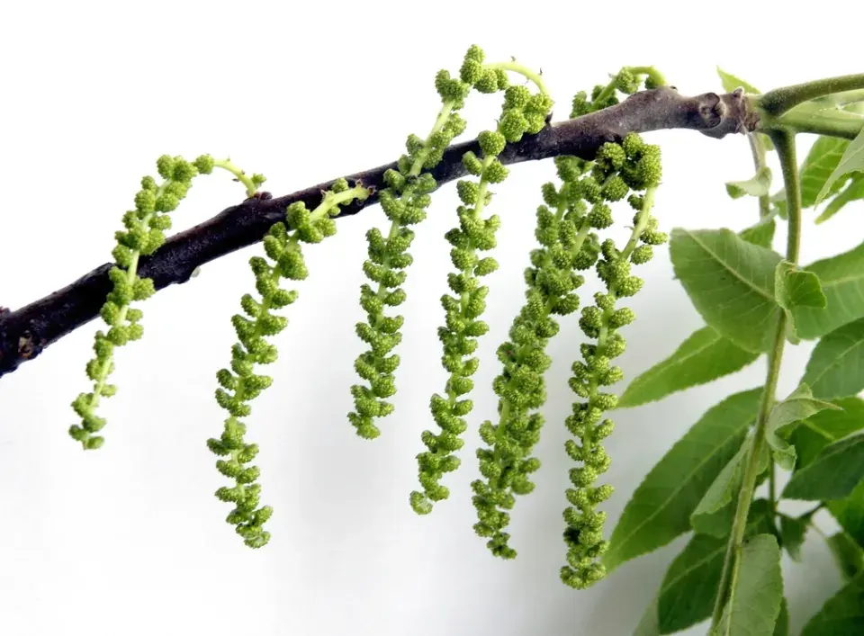 Ořešák černý (Juglans nigra)