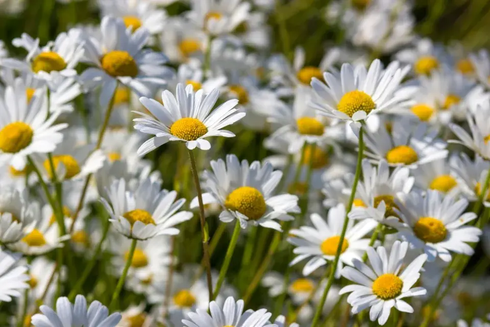 Kopretina bílá (Leucanthemum vulgare)