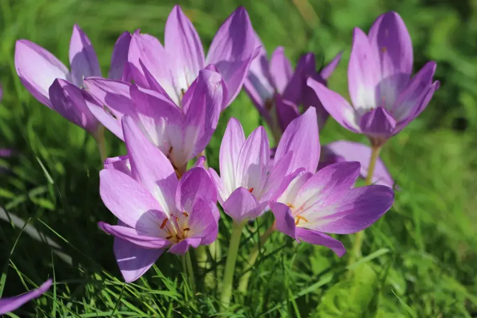 Ocún jesenní (Colchicum autumnale)