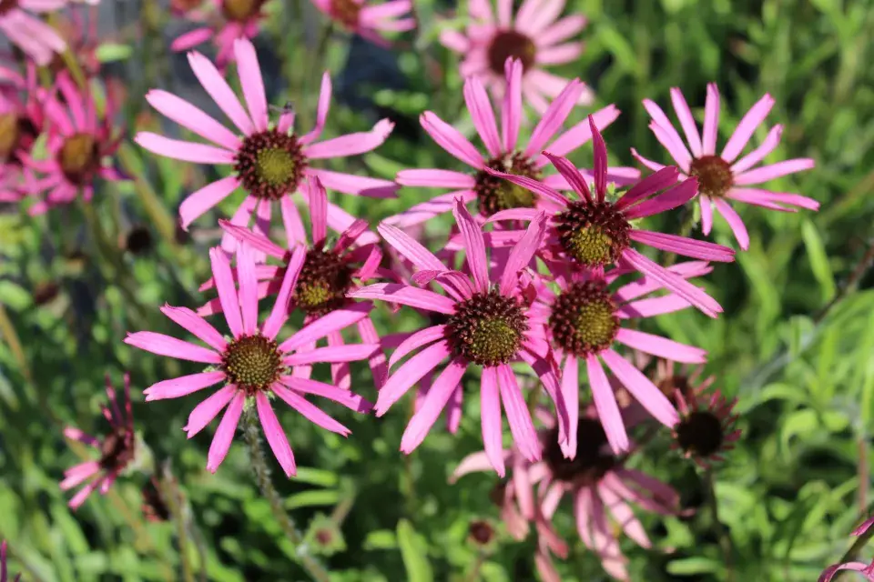 Echinacea pallida