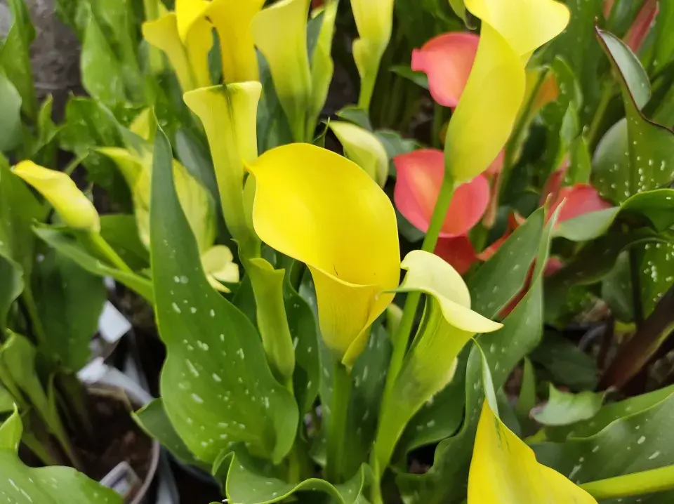 Kala neboli Zantedeschia