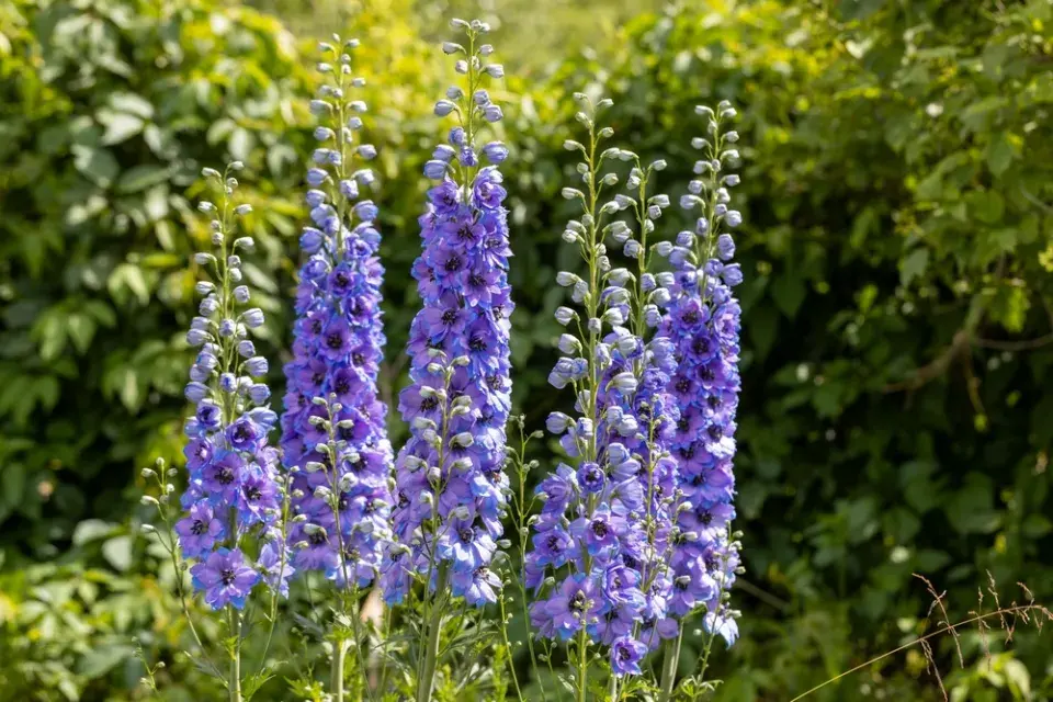 Ostrožka (Delphinium)