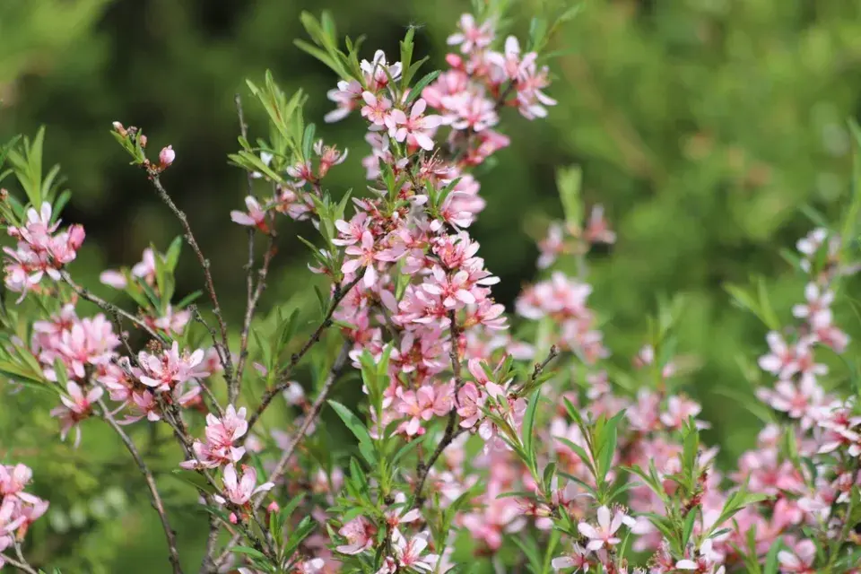 mandloň nízká (Prunus Tenella)