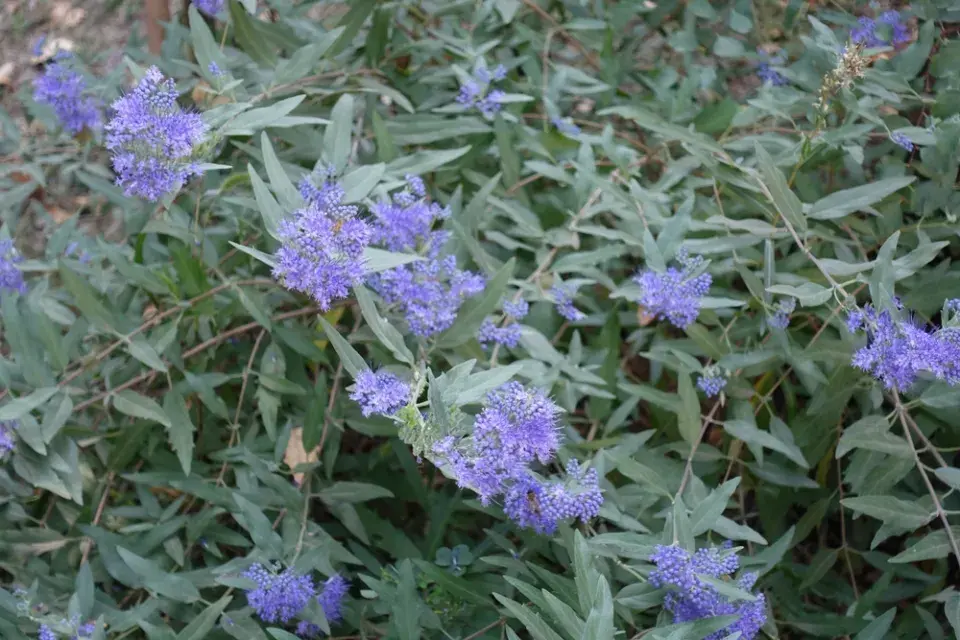 Ořechoplodec, ořechokřídlec, modrovous (Caryopteris)