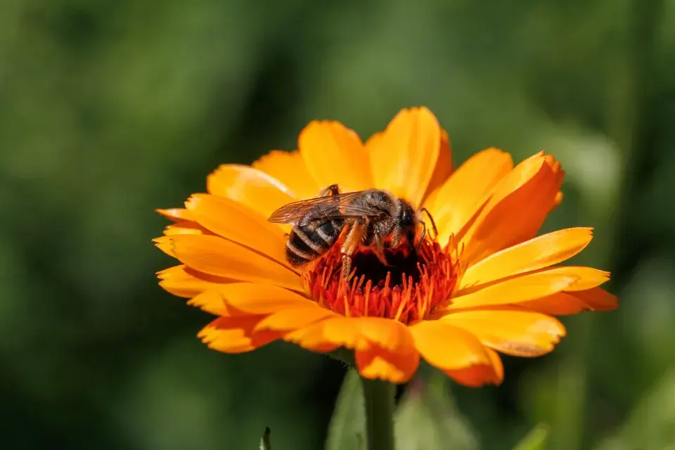 měsíček lékařský