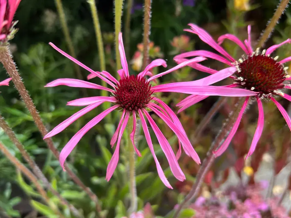 Echinacea tennesseensis