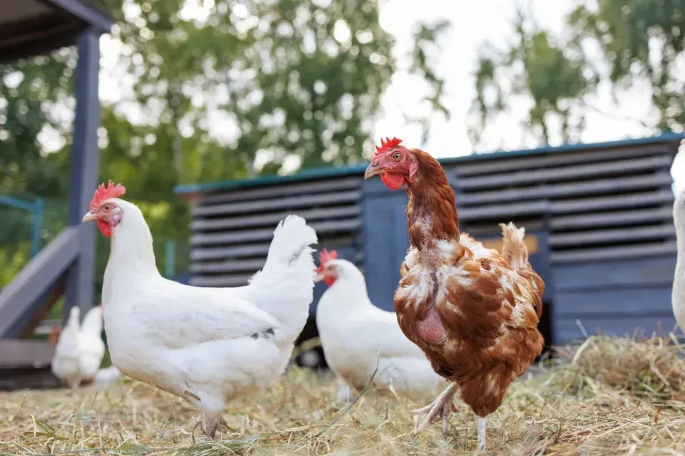 Hnůj - podzimní hnojení