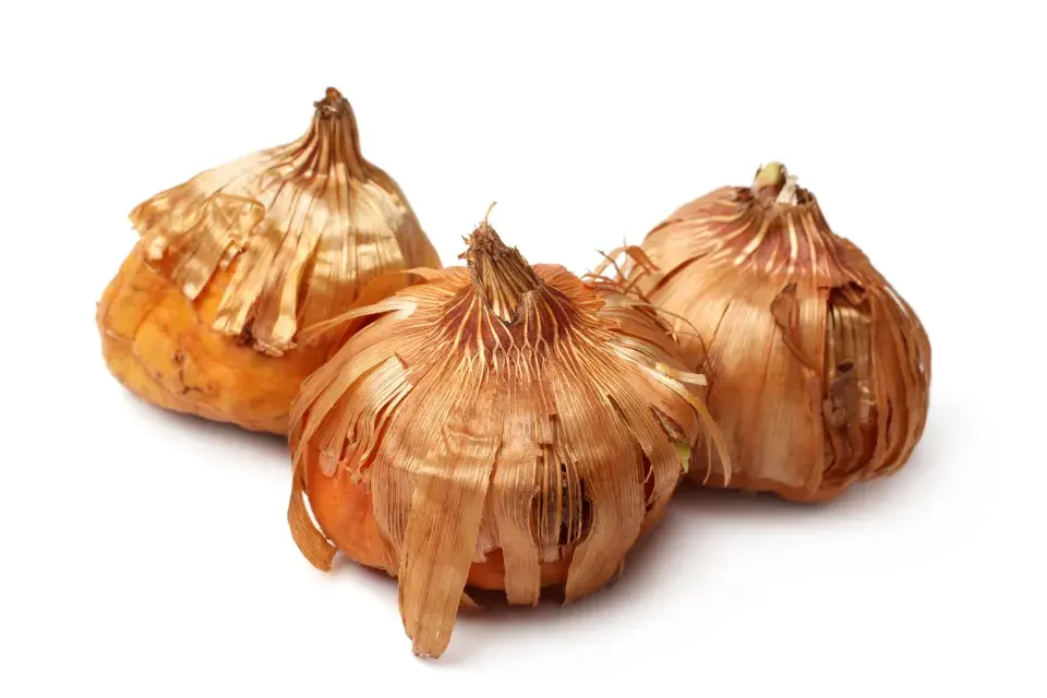 Mečíky zazimování