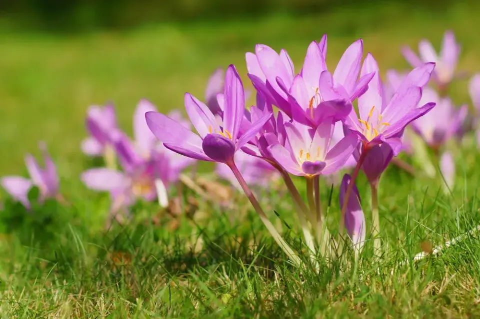 Ocún jesenní (Colchicum autumnale)