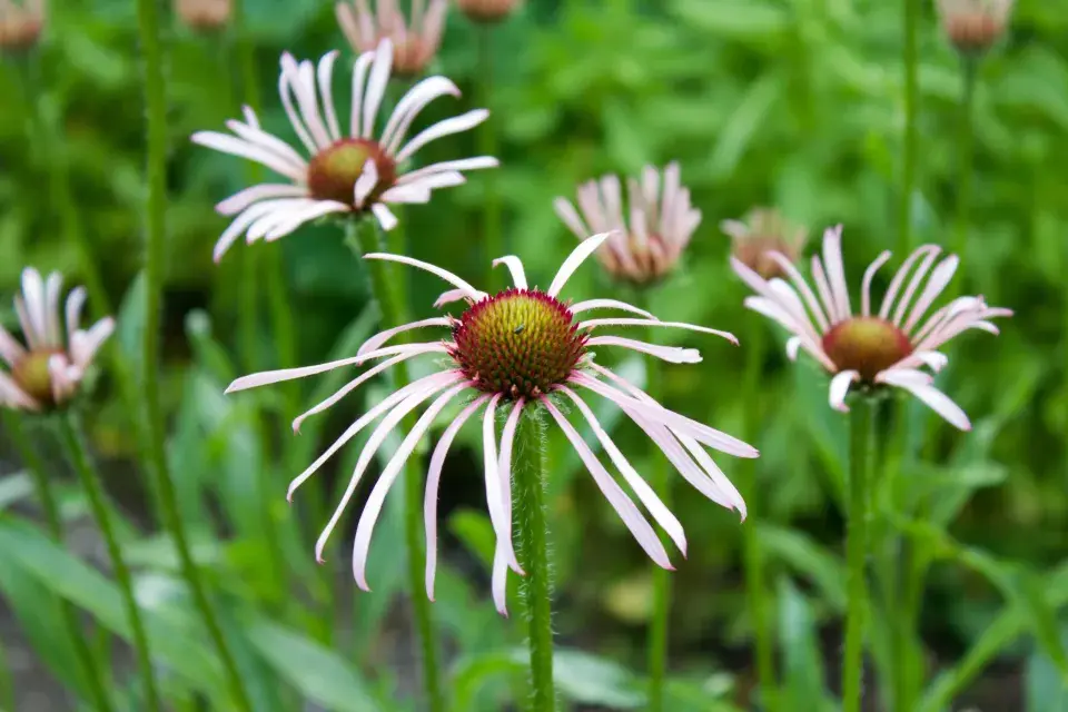 Echinacea pallida