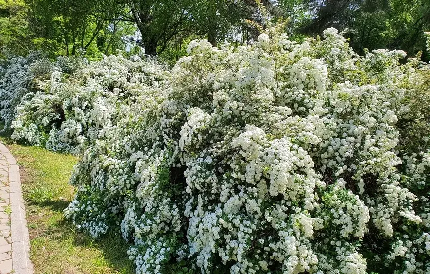 tavolník (Spiraea)