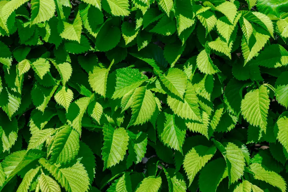 Jilm sibiřský neboli turkestánský brest (Ulmus pumila)